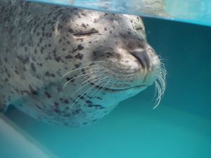 札幌でも大好きなあざらし見に行ってきた🦭
ローカルな水族館、楽しい♡
サン...