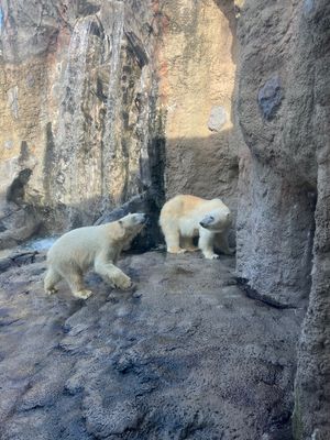 旭山動物園は雪虫いっぱい！紅葉綺麗でした🤩