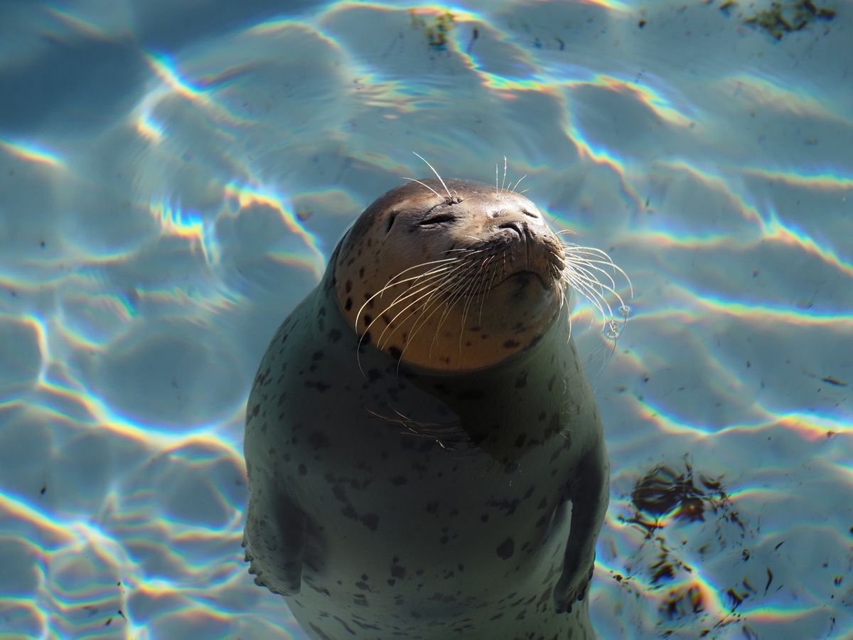 旭山動物園の
あざらし館最高だった♡