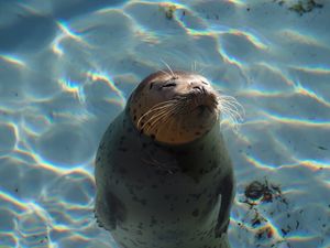 旭山動物園の
あざらし館最高だった♡