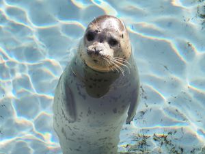 旭山動物園の
あざらし館最高だった♡