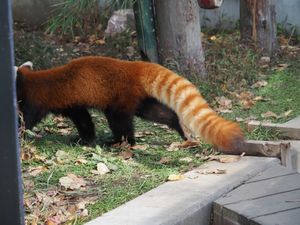 旭山動物園は雪虫いっぱい！紅葉綺麗でした🤩