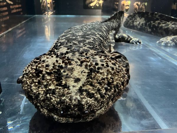 日本・京都府京都市「幻覚308」の写真