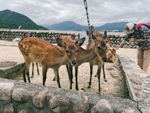 日本・広島県「広島旅行🍁」の写真
