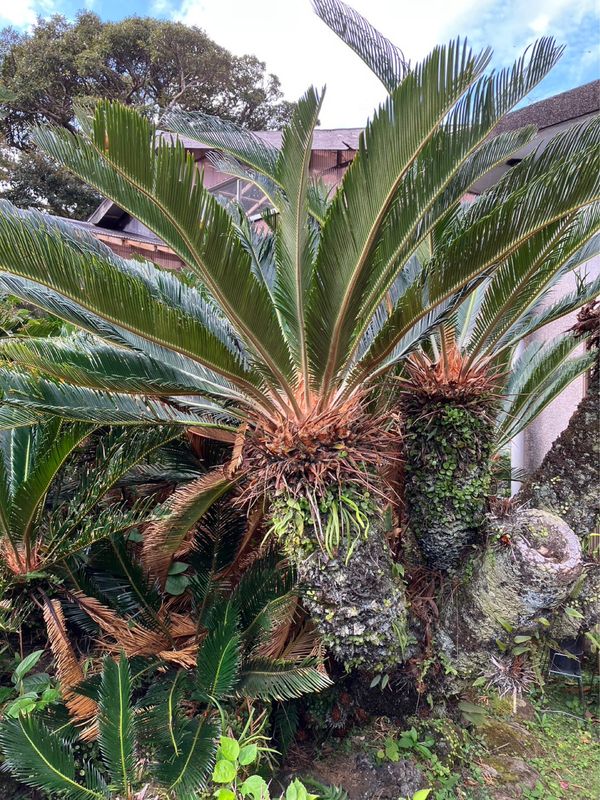 日本・八丈島「八丈島から青ヶ島へ」の写真