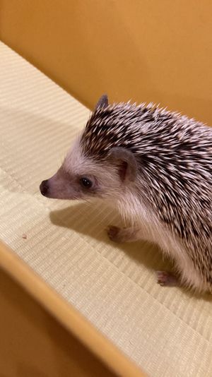 ハリネズミカフェ🦔