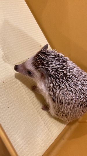 ハリネズミカフェ🦔