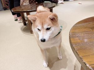 浅草の豆柴カフェ🐕