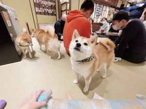 浅草の豆柴カフェ🐕