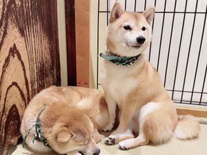 浅草の豆柴カフェ🐕