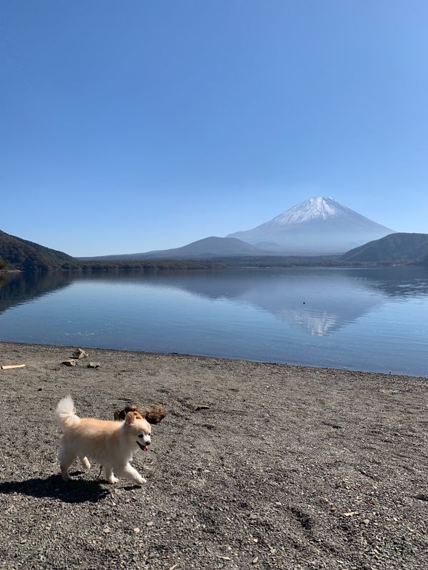 日本・山梨県「本栖湖」の写真：浩庵キャンプ場
やっぱり素敵なキャンプ場です💕