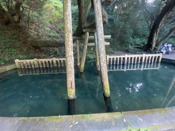日本・千葉県「ぶらり日帰り旅行」の写真：鹿島神宮内の御手洗池と可愛い鹿🦌です
