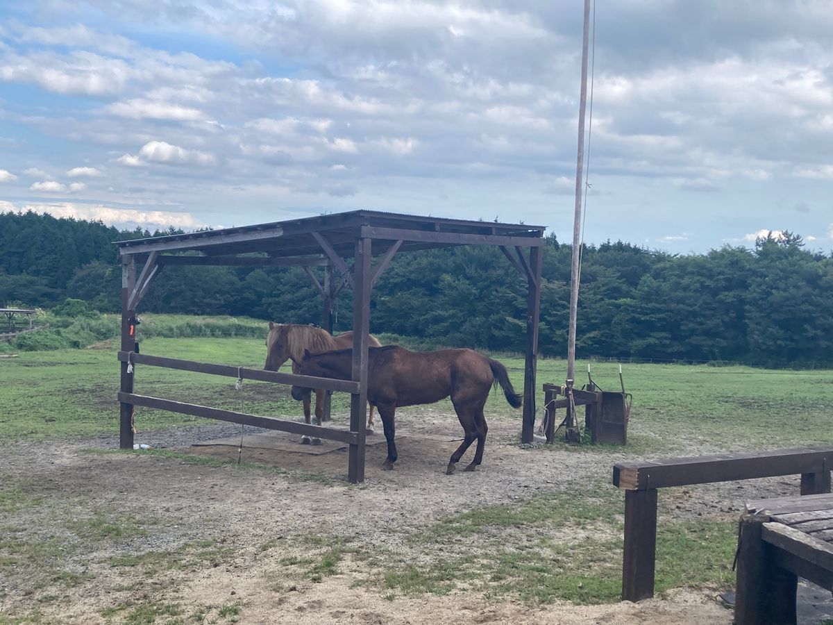 とり天唐揚げ温泉牧場、全部制覇！