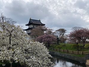 ラッキーピエロ🍔
5月の北海道は桜が綺麗