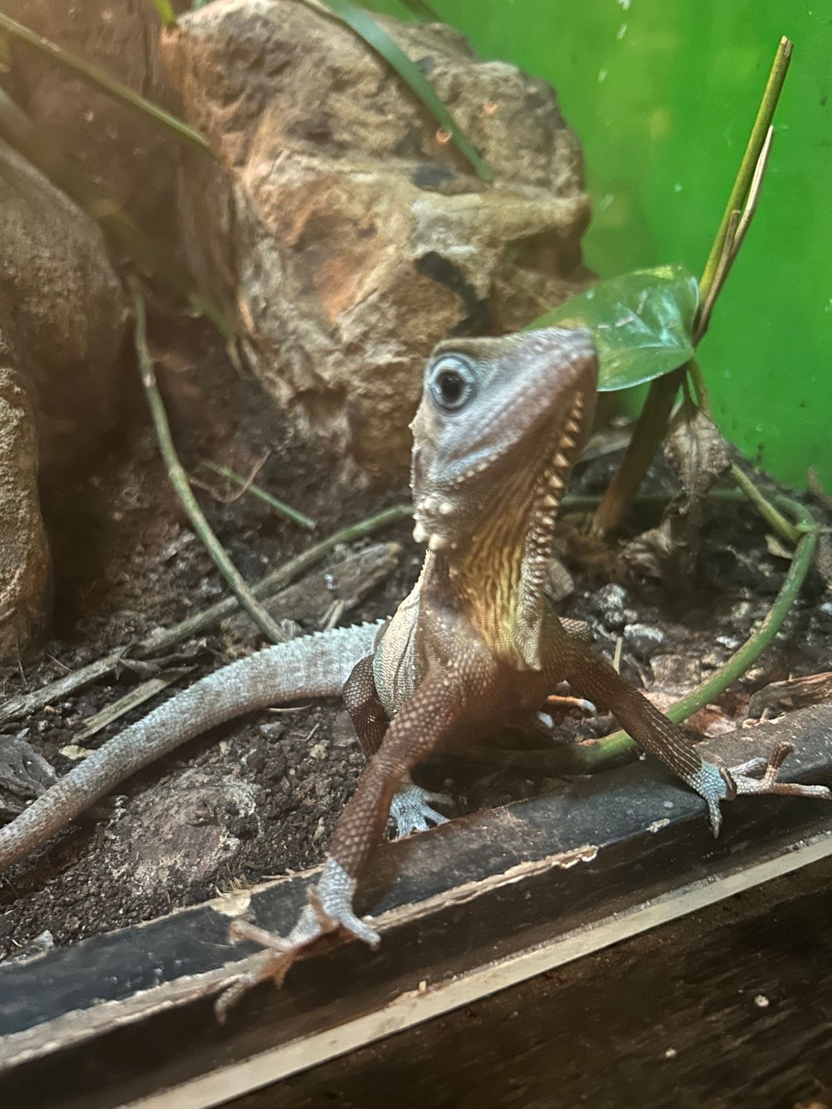 ブリスベンのローンパインコアラサンクチュアリにて。