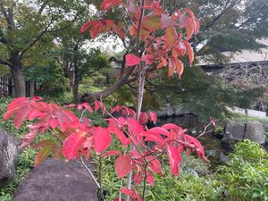 徳川園の秋の花々