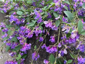 徳川園の秋の花々