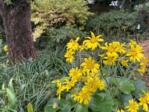 徳川園の秋の花々