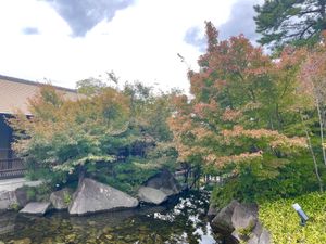 徳川園。名古屋市内でも紅葉の名所の一つなのですが、残念ながら今年は色づきが...