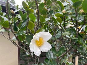 徳川園の秋の花々