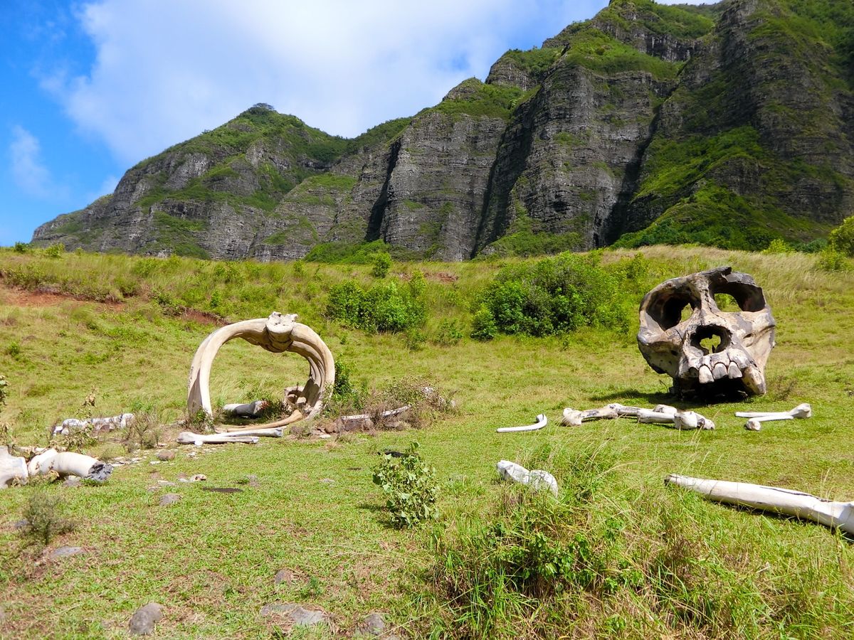 ジェラシックパークの撮影場所としても有名なクロノア•ランチで、森を抜けて撮...
