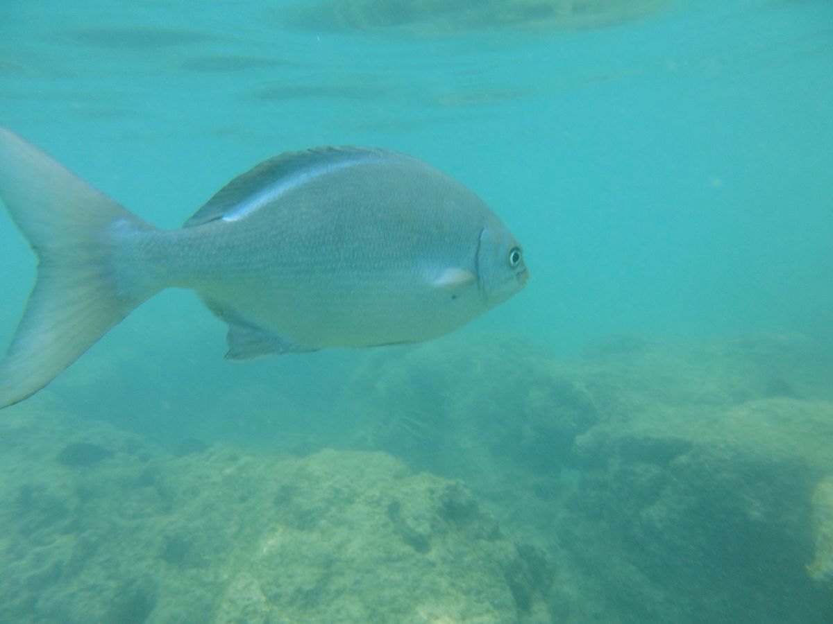 ハナウマベイでシュノーケリング。浅瀬で魚がたくさんいて、ほとんど泳げない私...