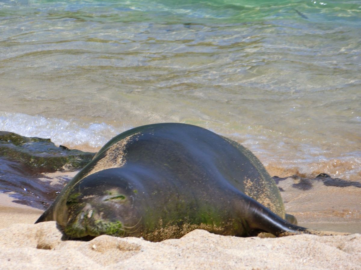 ハナウマベイでシュノーケリング。浅瀬で魚がたくさんいて、ほとんど泳げない私...
