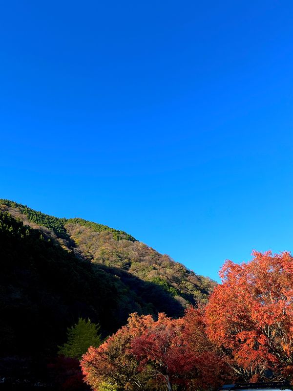 日本・神奈川県「紅葉」の写真