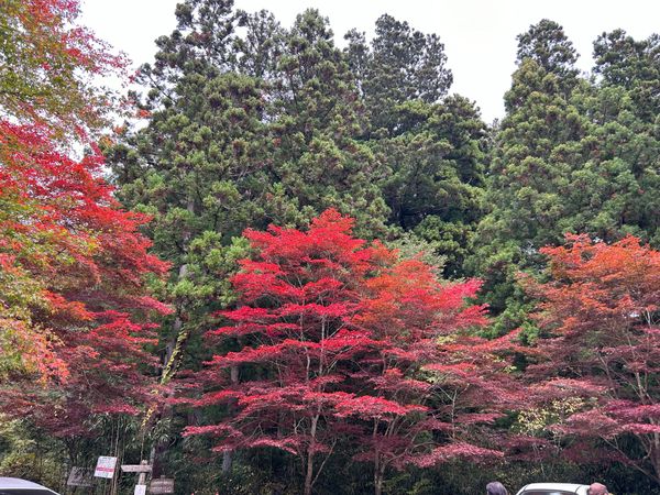 「北茨城　神玉集め」の写真：花園神社