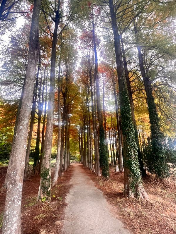 日本・福岡県「九州旅行（福岡）」の写真：メタセの杜