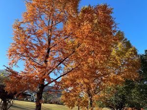 養老天命反転地と紅葉