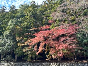 伊勢神宮の紅葉
新嘗祭やってました