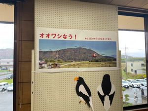 こちらの名物？の一つは四半世紀以上にわたって毎年日本に越冬にくるオオワシ。...