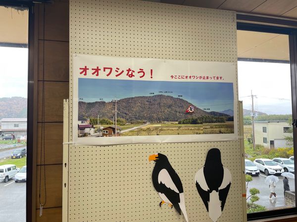 日本・滋賀県「湖北でバードウォッチング」の写真：こちらの名物？の一つは四半世紀以上にわた...