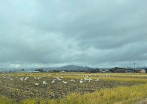 琵琶湖にはコハクチョウもわたってきます。田んぼで採餌中のコハクチョウを見に...