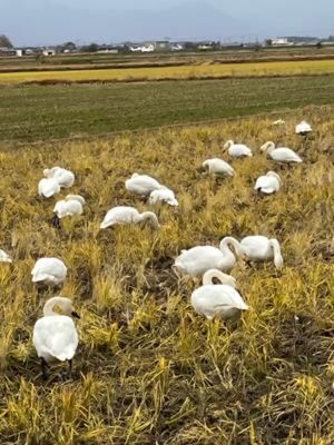 琵琶湖にはコハクチョウもわたってきます。田んぼで採餌中のコハクチョウを見に...