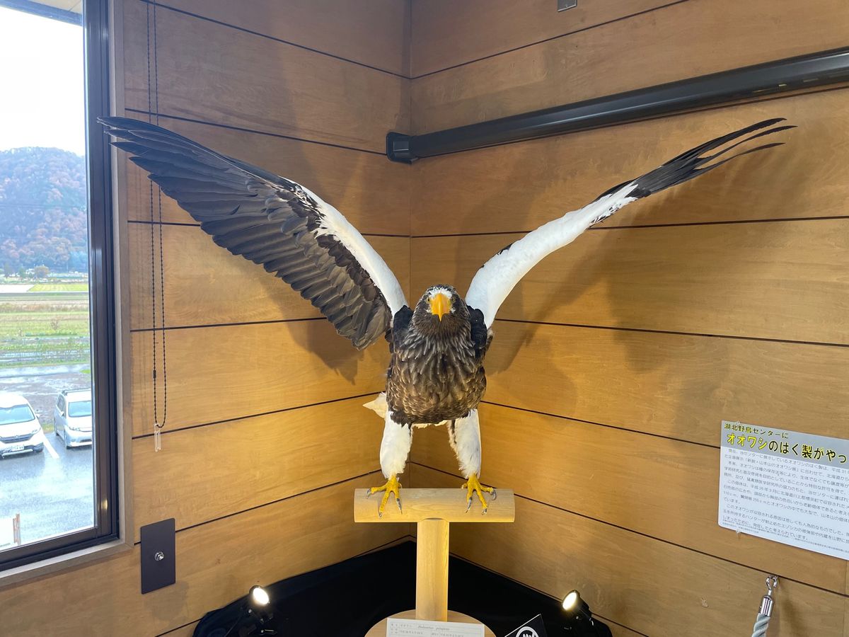 こちらの名物？の一つは四半世紀以上にわたって毎年日本に越冬にくるオオワシ。...