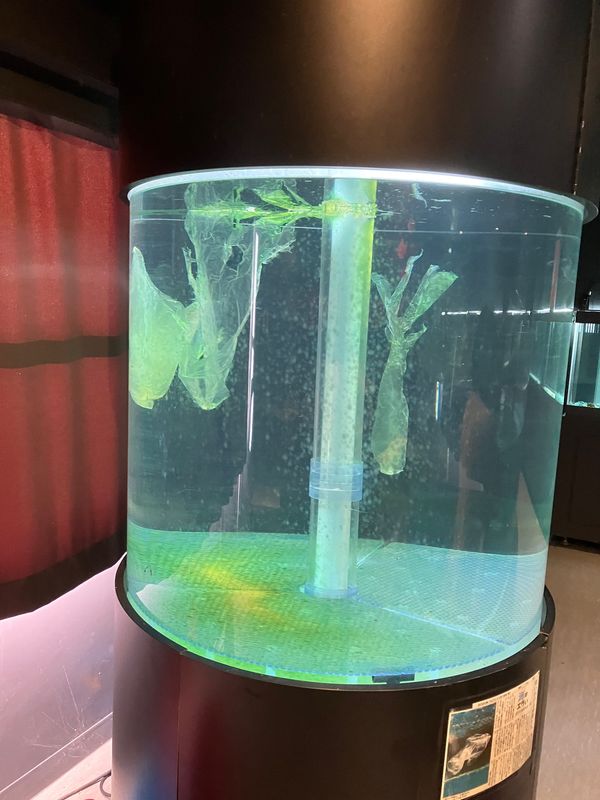 日本・徳島県「高知・徳島満喫旅」の写真：室戸廃校水族館
夫婦岩