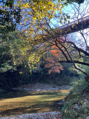 霧の森