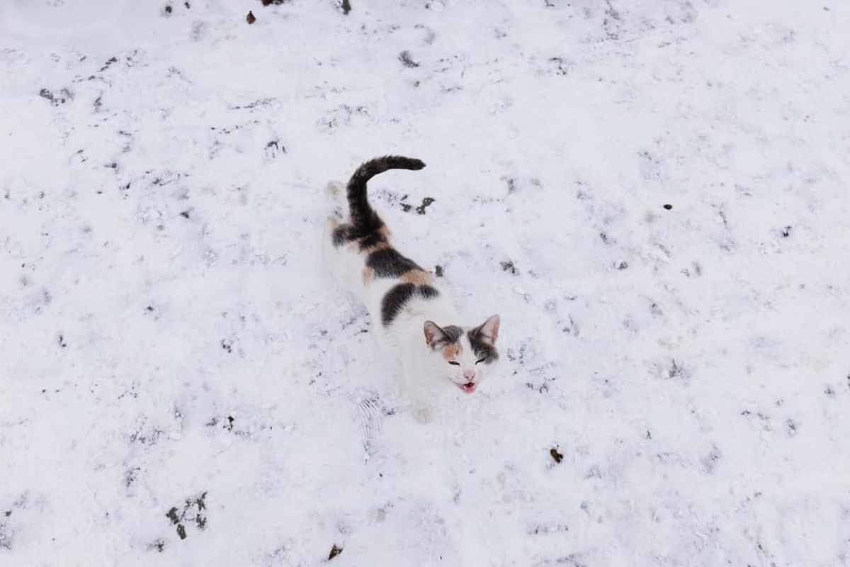 ネコが多いアクタウ