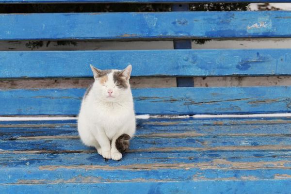 タジキスタン・Dushanbe「中央アジアコーカサス出張」の写真：ネコが多いアクタウ