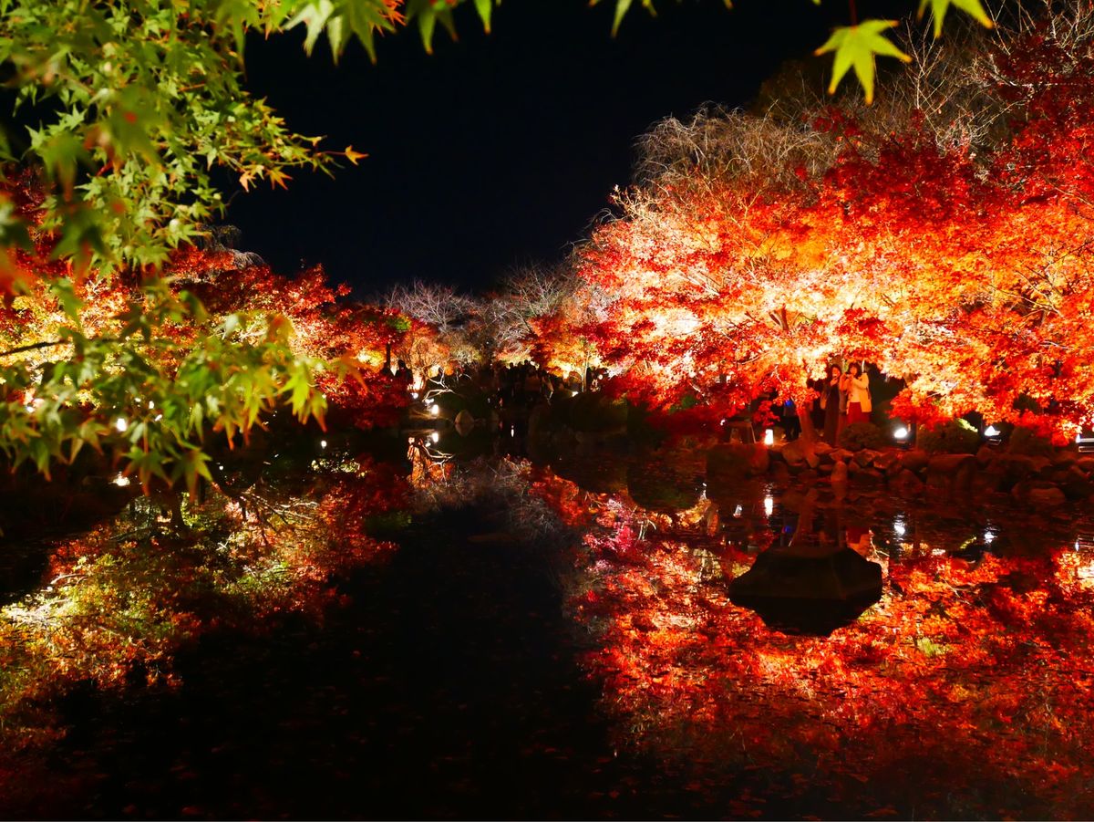 東寺 紅葉ライトアップ🍁