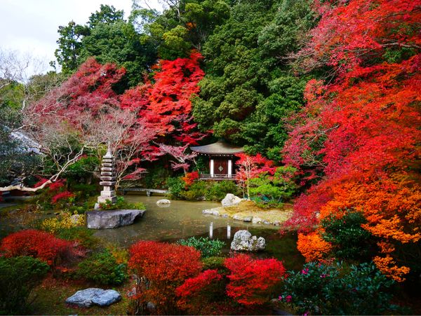 日本・京都府「京都 紅葉旅」の写真：毘沙門堂