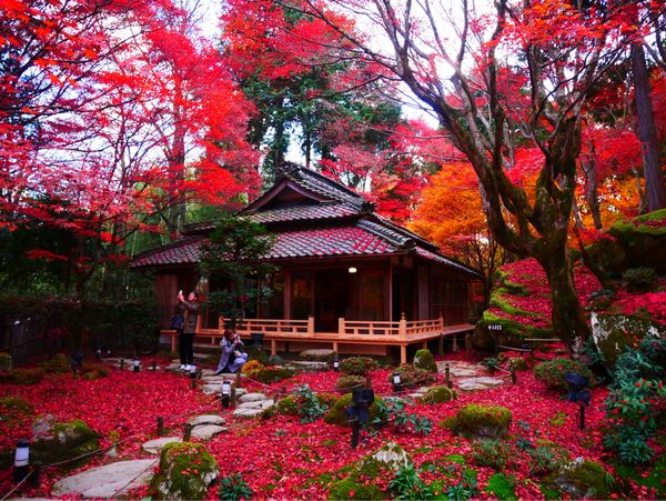 日本・京都府「京都 紅葉旅」の写真：教林坊