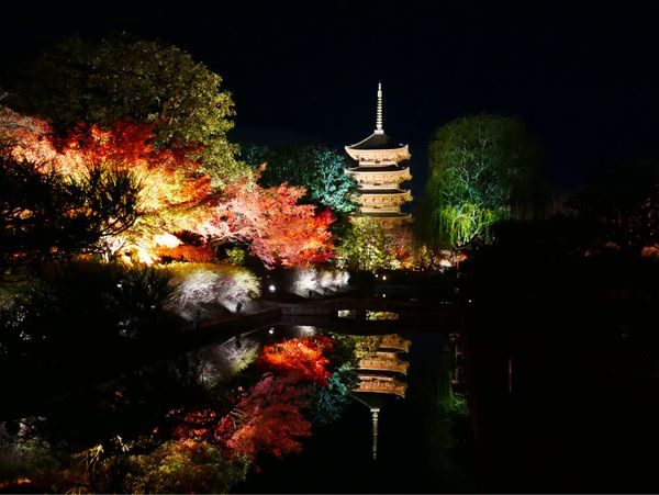 日本・京都府「京都 紅葉旅」の写真：東寺 紅葉ライトアップ🍁