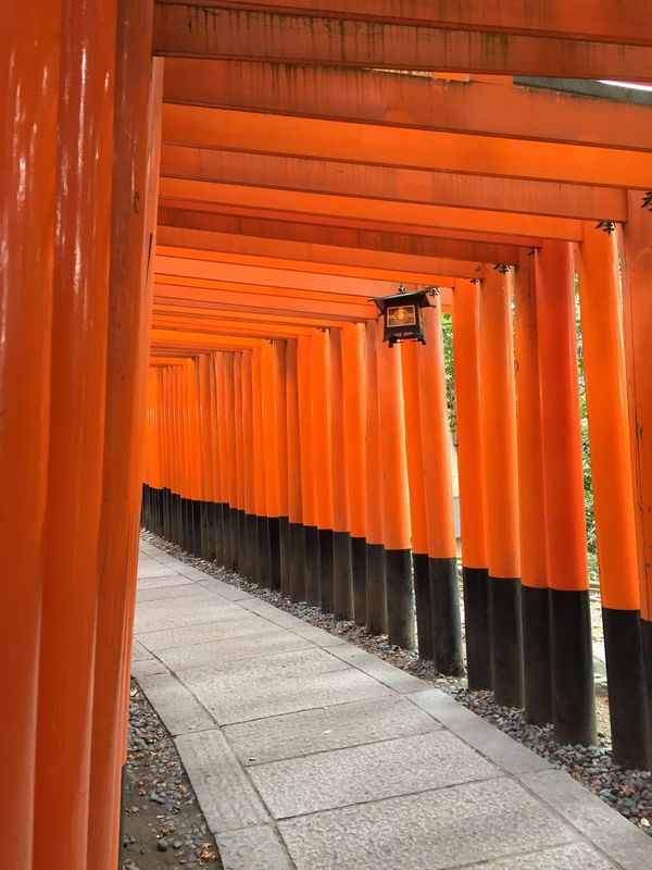 日本・京都府「京都〜金沢〜岐阜〜富山〜大阪」の写真：京都　伏見稲荷