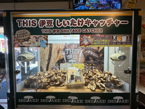 日本・伊豆「(2023.12)修善寺旅行」の写真