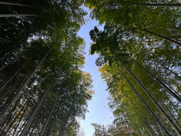 日本・伊豆「(2023.12)修善寺旅行」の写真