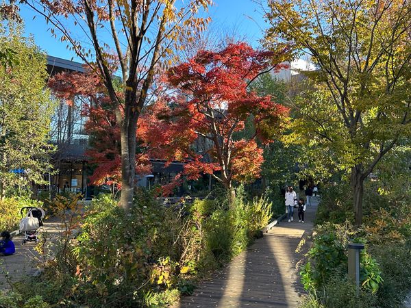 日本・東京都「都内秋の散歩」の写真：立川紅葉とタイ料理