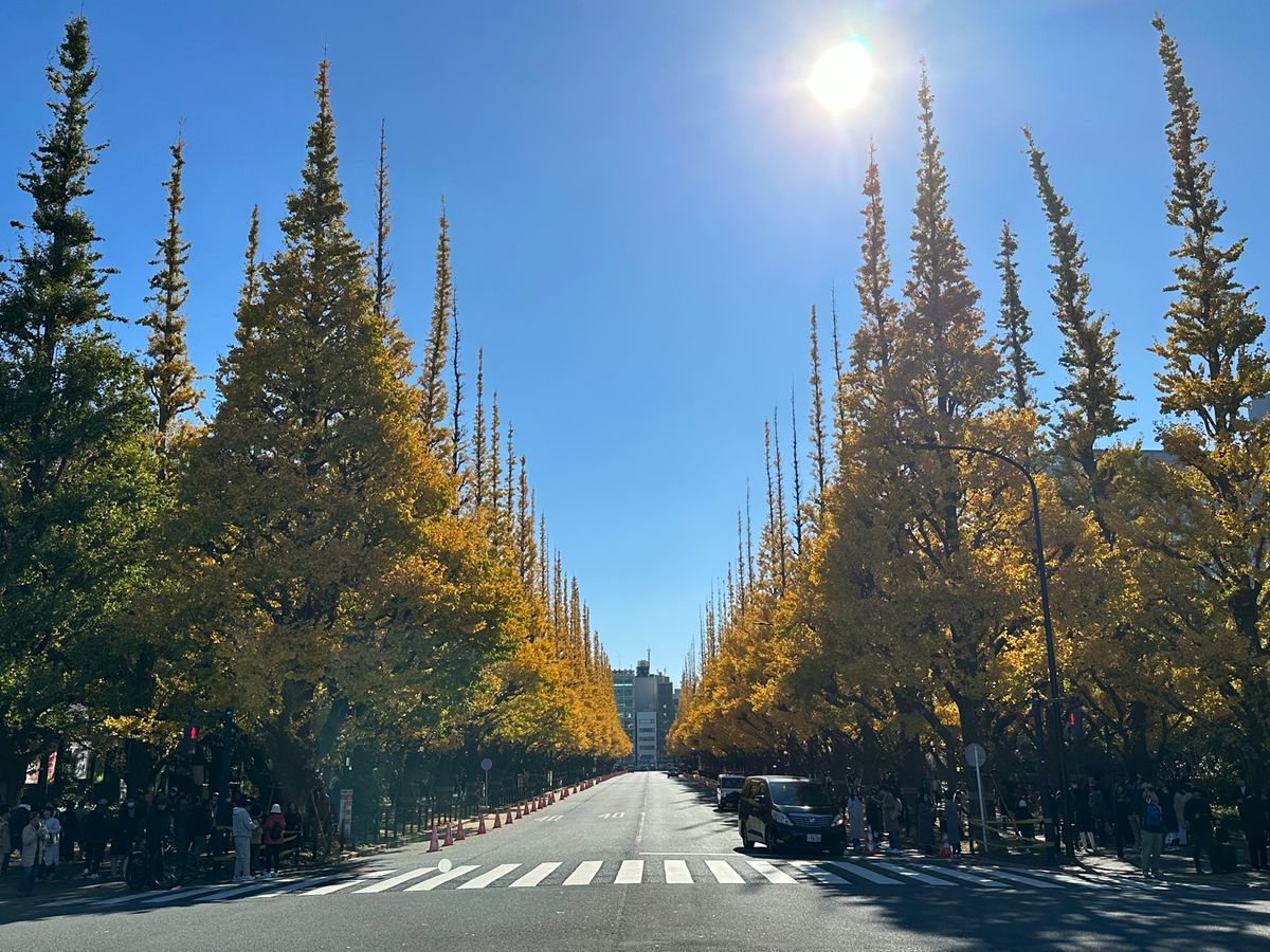 神宮外苑いちょう並木